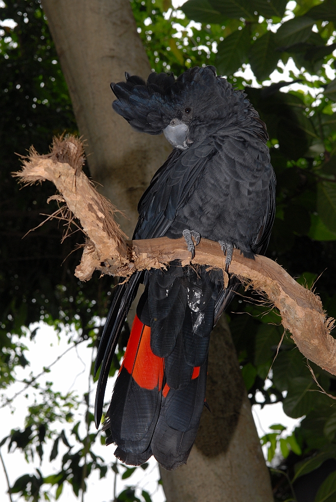 0772 Wildlife Habitat Port Douglas.jpg